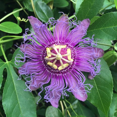 passionflower purple flower