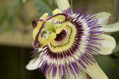 passionflower stamens petals