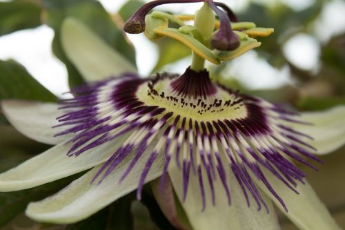 passionflower stamens petals