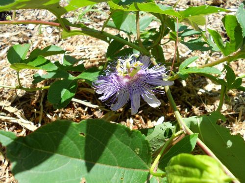 passionflower flower purple