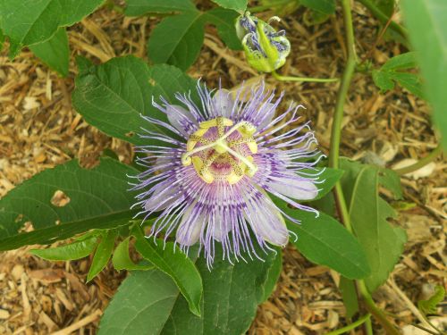 passionflower flower purple