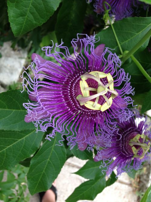 passionflower flower purple