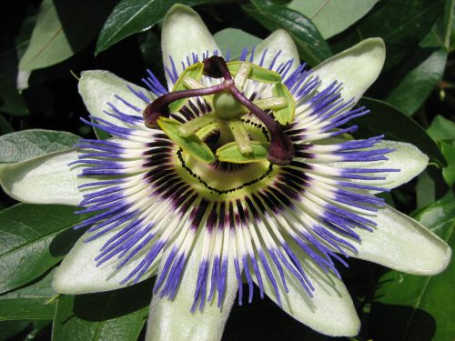 Passion Flower