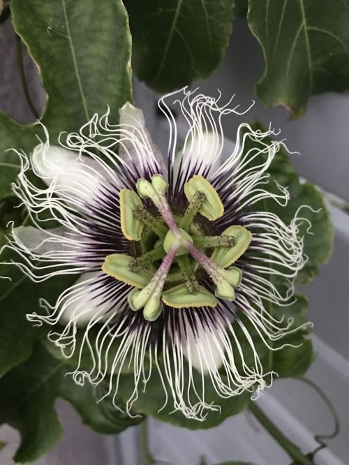 passionfruit passionfruit flower flower