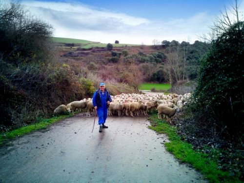 pastor sheep field