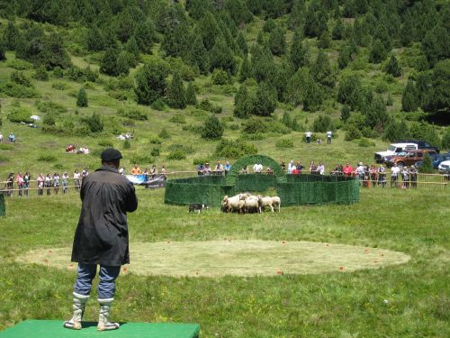 pastor livestock flock