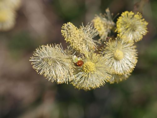 pasture blossom bloom