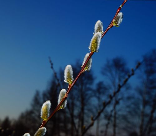 pasture willow catkin blossom