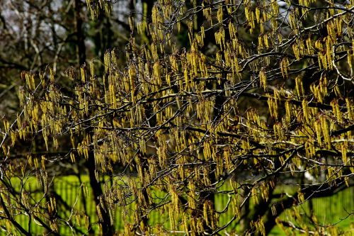 pasture blossom bloom