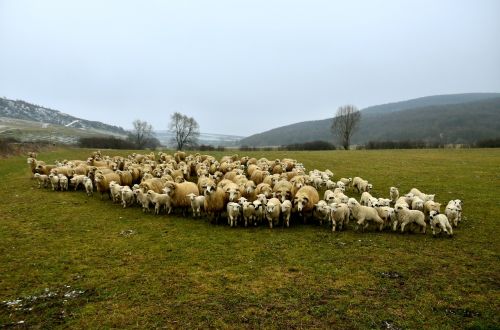 pasture meadow landscape