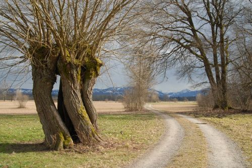 pasture spring tree