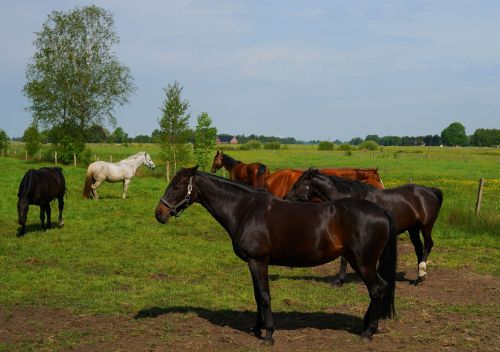 pasture horses graze