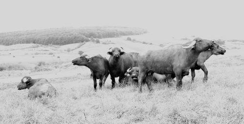 pasture black and white pet sitting