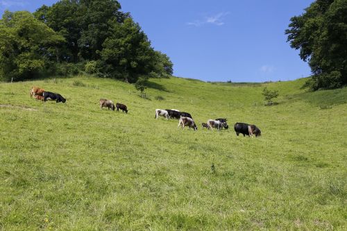 pasture cattle cows
