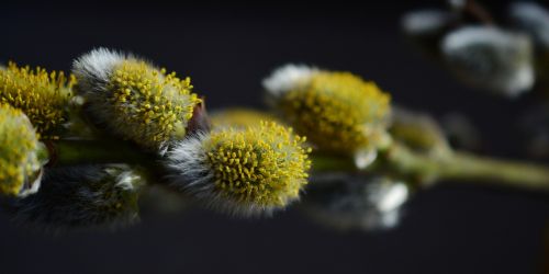 pasture willow catkin inflorescence