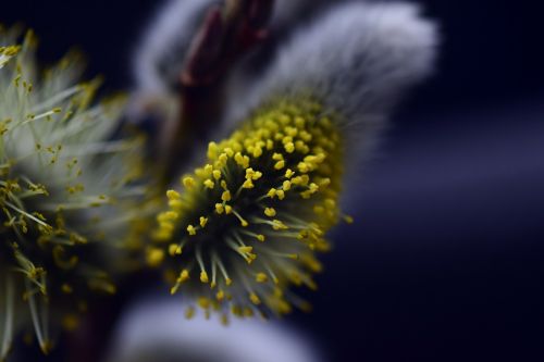 pasture willow catkin blossom