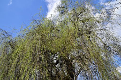 pasture spring tree