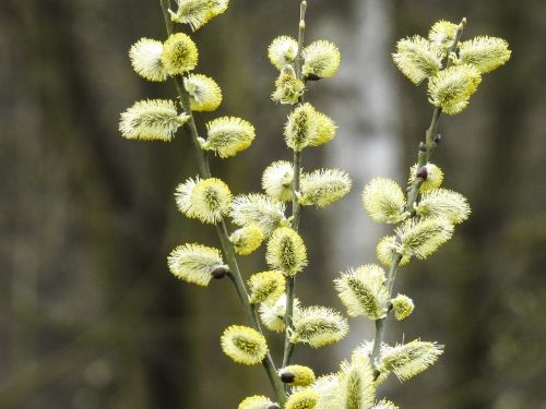 pasture blossom bloom