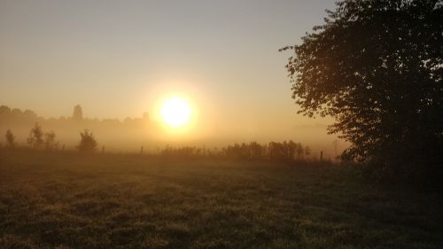 pasture morning sun