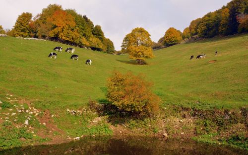 pasture prato pond