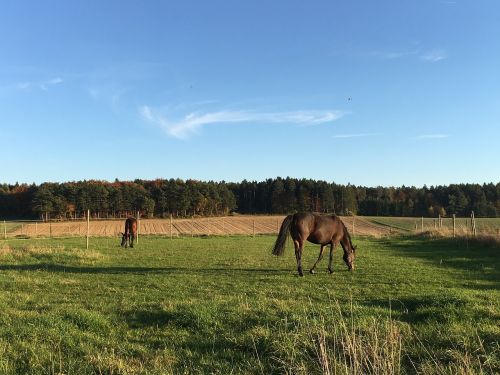 pasture coupling horses