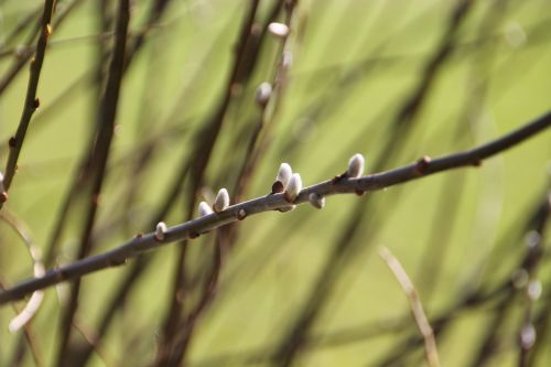 pasture spring willow catkin