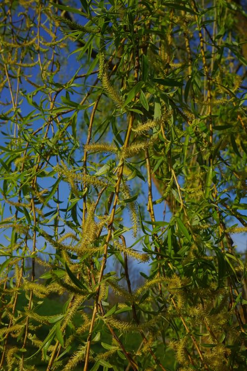 pasture tree aesthetic