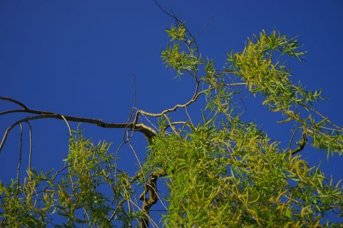 pasture tree branch