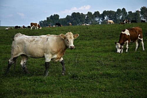 pasture cows meadow
