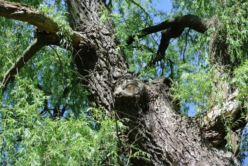 pasture tree log