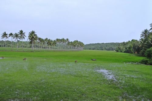 pasture low-land buffaloes