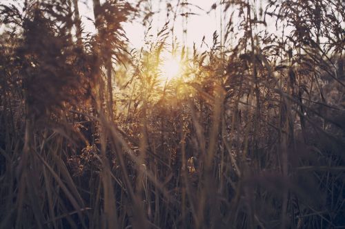 pasture grass field