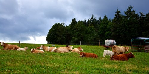 pasture  cows  agriculture