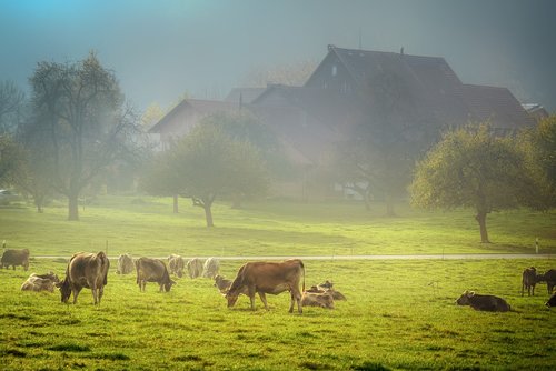 pasture  cows  beef