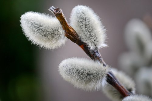 pasture  willow catkins  velvety