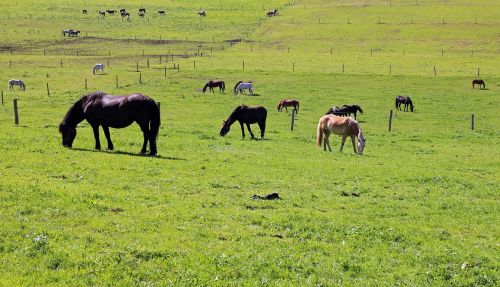 pasture horses horse pasture