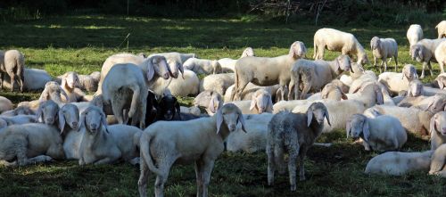 pasture flock of sheep flock