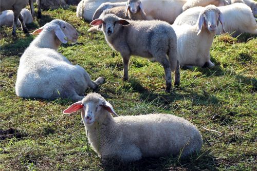 pasture flock of sheep flock
