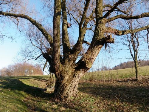 pasture tree tribe