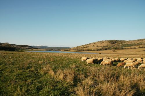 pasture sheep landscape