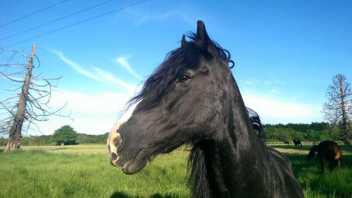 pasture horse black