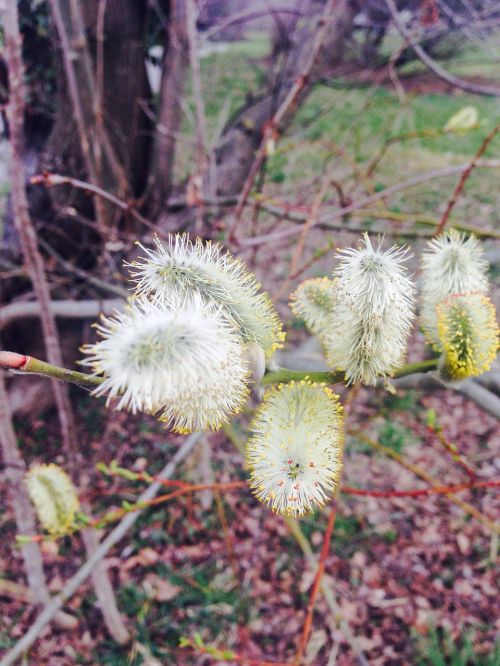 pasture tree weeping willow