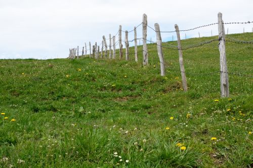 pasture meadow nature