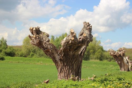 pasture tree meadow