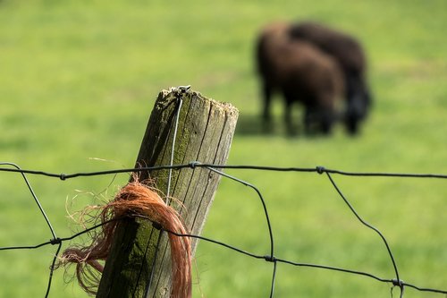 pasture fence  fence  pasture