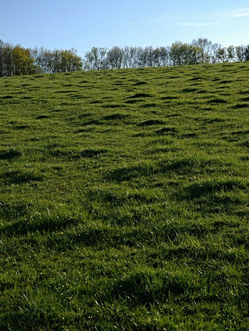 pastures meadow grass