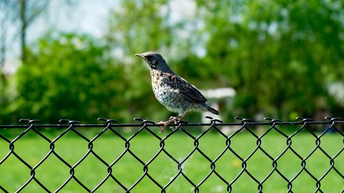 paszkot  bird  the fence