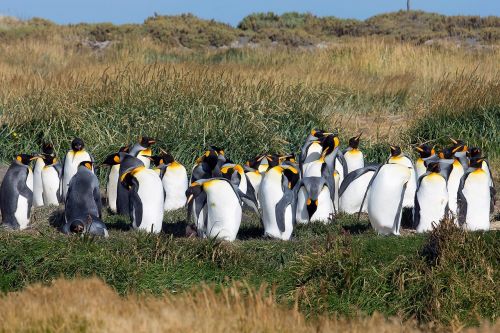 patagonia penguins animals