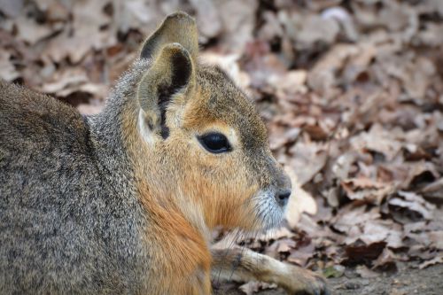 patagonian hare mara animal