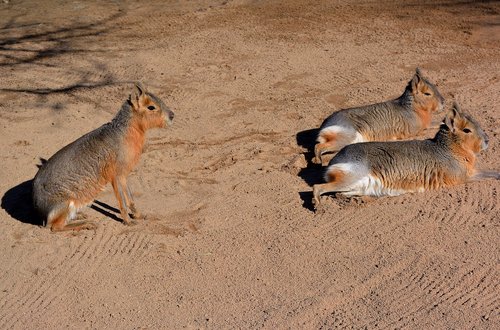 patagonian mara  south america  rodents